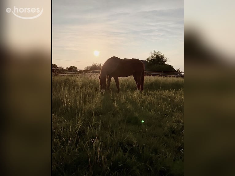 Weitere Warmblüter Mix Wallach 10 Jahre 156 cm Fuchs in Lage