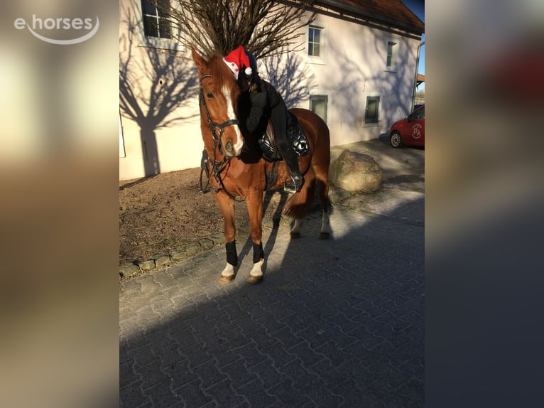 Weitere Warmblüter Mix Wallach 10 Jahre 156 cm Fuchs in Lage