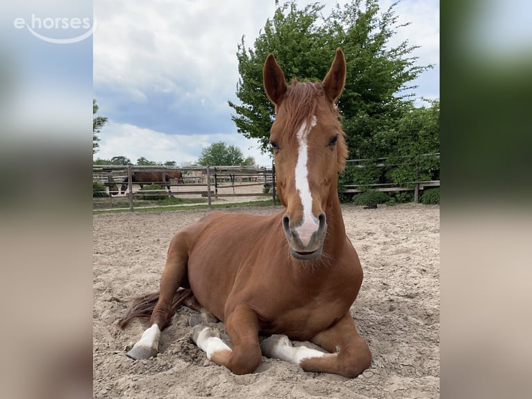 Weitere Warmblüter Mix Wallach 10 Jahre 156 cm Fuchs in Lage