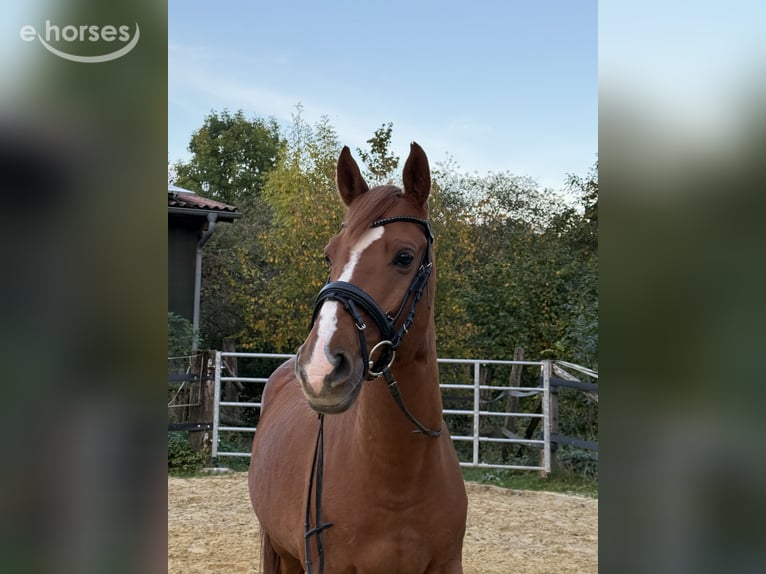 Weitere Warmblüter Mix Wallach 10 Jahre 156 cm Fuchs in Lage