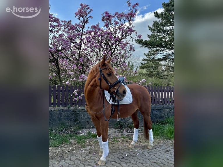 Weitere Warmblüter Mix Wallach 10 Jahre 156 cm Fuchs in Lage