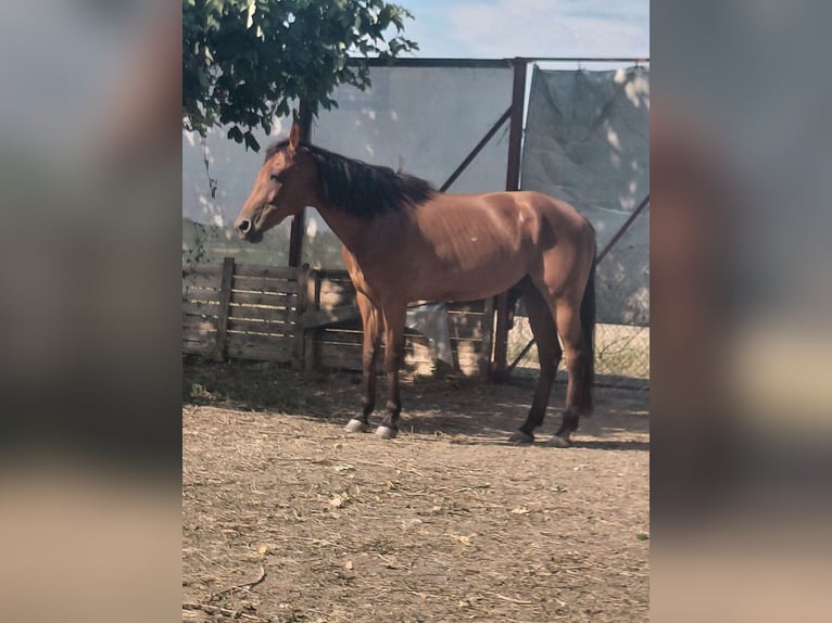 Weitere Warmblüter Wallach 10 Jahre 160 cm Hellbrauner in Strebersdorf,hasswellgasse 65 wien