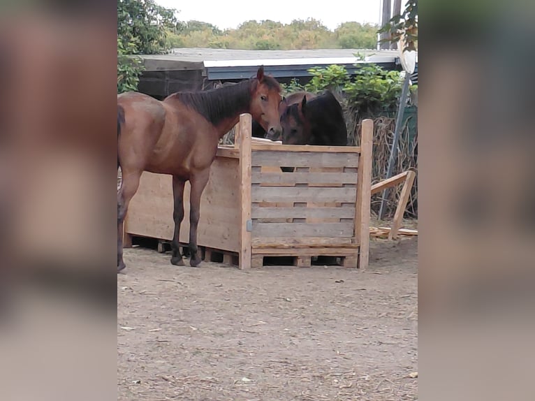 Weitere Warmblüter Wallach 10 Jahre 160 cm Hellbrauner in Strebersdorf,hasswellgasse 65 wien
