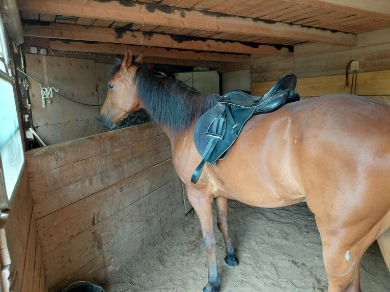 Weitere Warmblüter Wallach 10 Jahre 160 cm Hellbrauner in Strebersdorf,hasswellgasse 65 wien