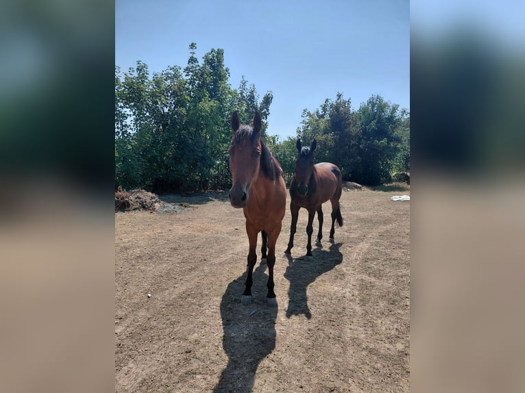 Weitere Warmblüter Wallach 10 Jahre 160 cm Hellbrauner in Strebersdorf,hasswellgasse 65 wien