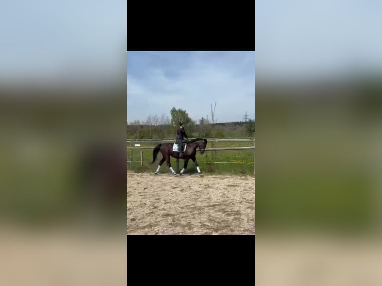 Weitere Warmblüter Wallach 10 Jahre 160 cm Schwarzbrauner in Babensham