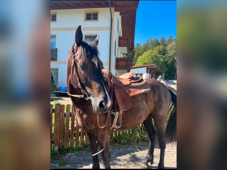 Weitere Warmblüter Wallach 10 Jahre 160 cm Schwarzbrauner in Babensham
