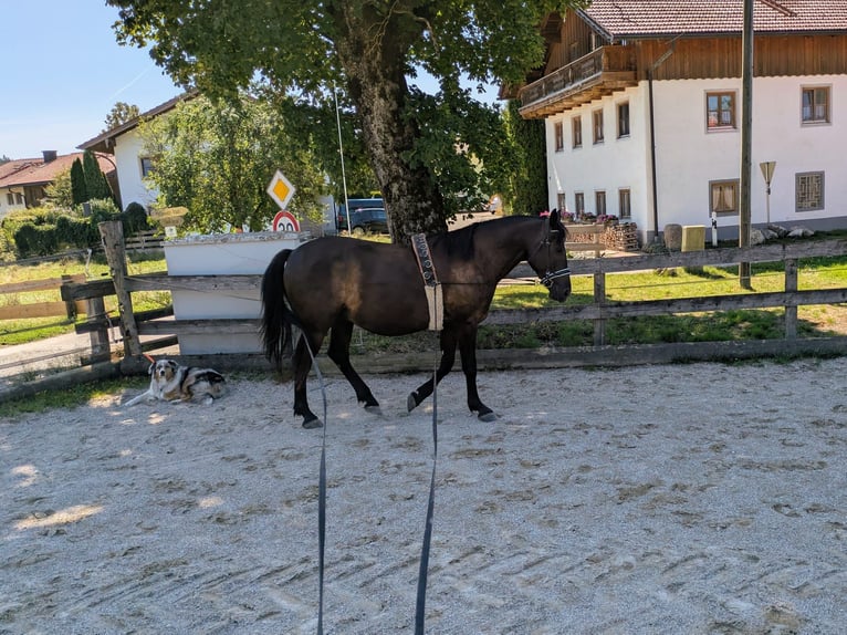 Weitere Warmblüter Wallach 10 Jahre 160 cm Schwarzbrauner in Babensham