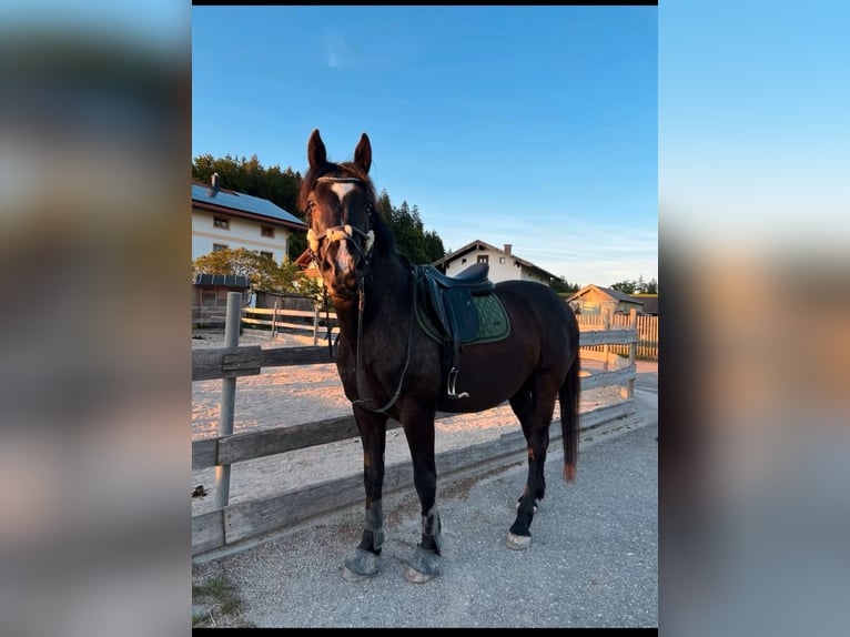 Weitere Warmblüter Wallach 10 Jahre 160 cm Schwarzbrauner in Babensham