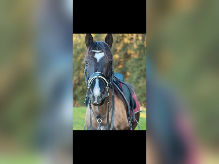 Weitere Warmblüter Wallach 10 Jahre 160 cm Schwarzbrauner in Babensham