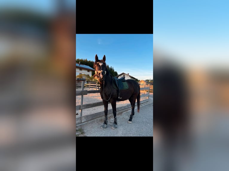 Weitere Warmblüter Wallach 10 Jahre 160 cm Schwarzbrauner in Babensham
