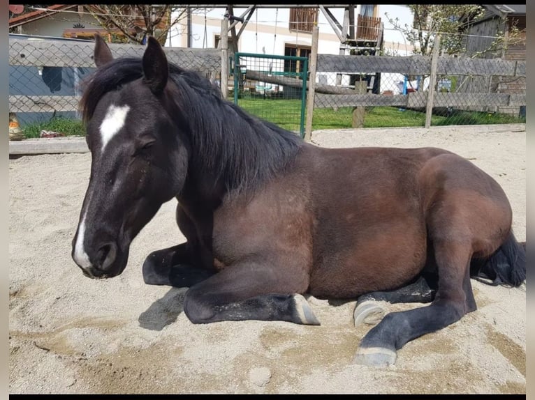 Weitere Warmblüter Wallach 10 Jahre 160 cm Schwarzbrauner in Babensham