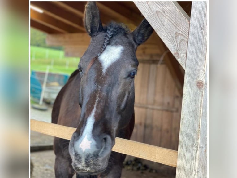 Weitere Warmblüter Wallach 10 Jahre 160 cm Schwarzbrauner in Babensham