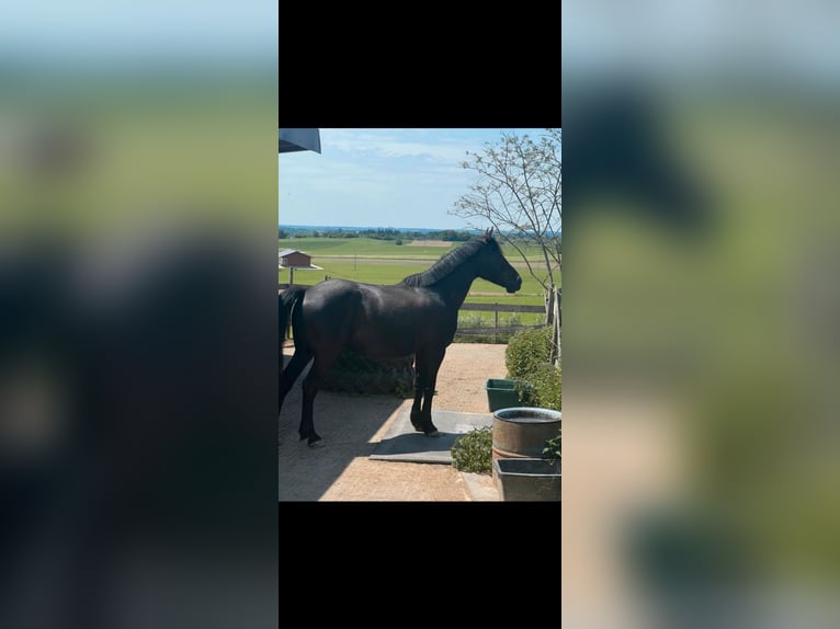 Weitere Warmblüter Wallach 10 Jahre 160 cm Schwarzbrauner in Babensham