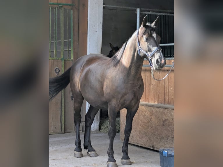 Weitere Warmblüter Wallach 10 Jahre 160 cm Schwarzbrauner in Steinhöring