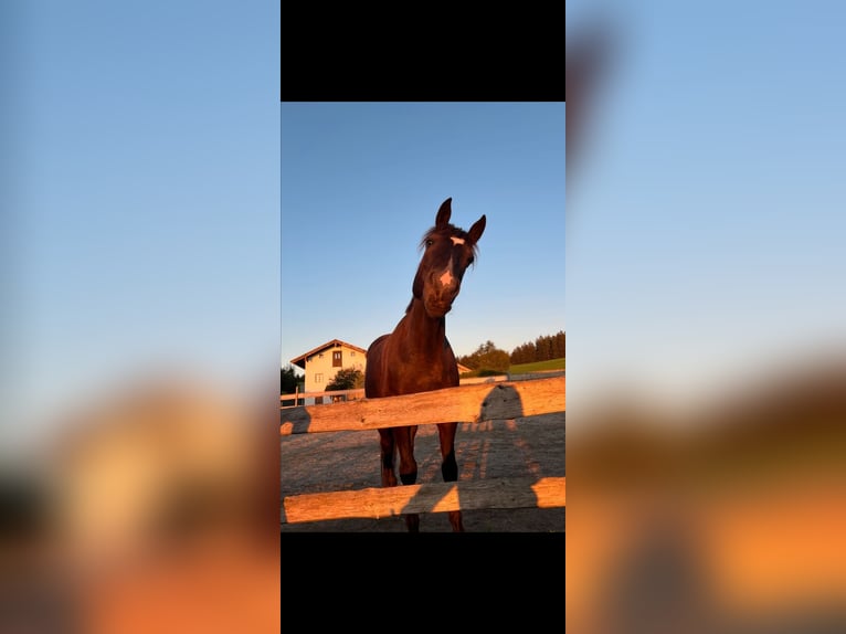 Weitere Warmblüter Wallach 10 Jahre 160 cm Schwarzbrauner in Steinhöring