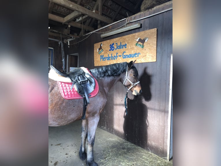 Weitere Warmblüter Mix Wallach 10 Jahre 162 cm in Maissau