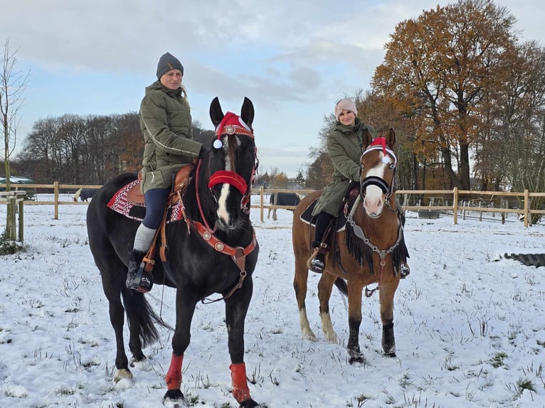 Weitere Warmblüter Wallach 10 Jahre 162 cm Rappe in Linkenbach