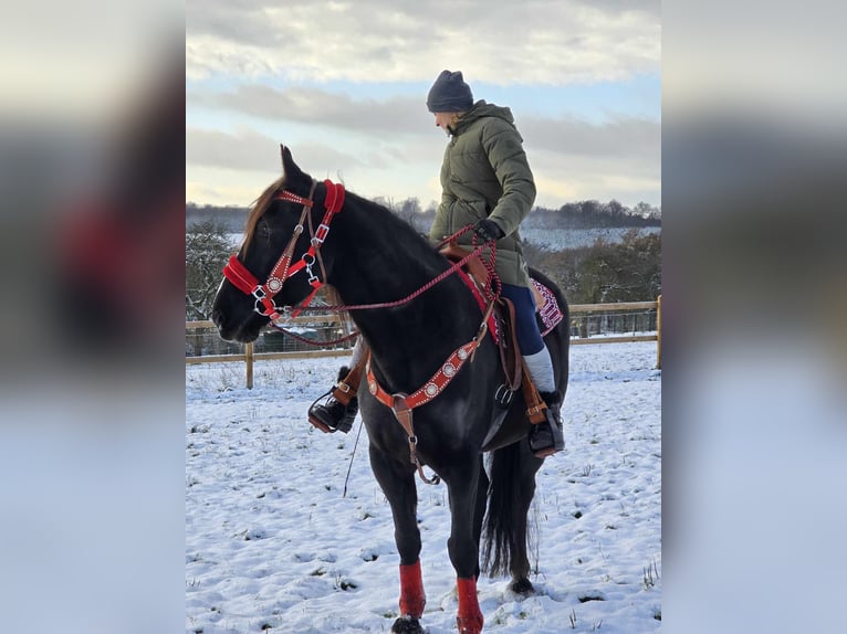 Weitere Warmblüter Wallach 10 Jahre 162 cm Rappe in Linkenbach