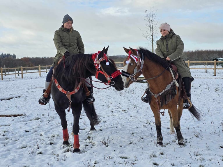 Weitere Warmblüter Wallach 10 Jahre 162 cm Rappe in Linkenbach