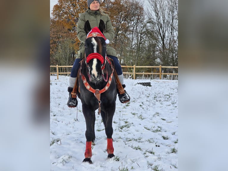 Weitere Warmblüter Wallach 10 Jahre 162 cm Rappe in Linkenbach