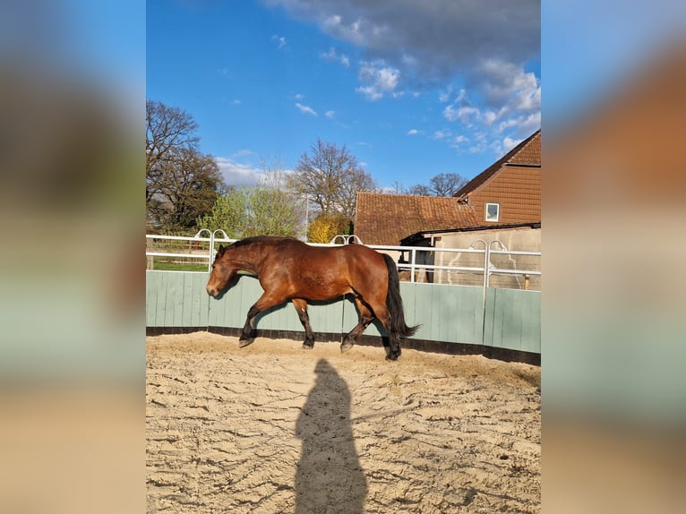 Weitere Warmblüter Wallach 10 Jahre 163 cm Brauner in Meine
