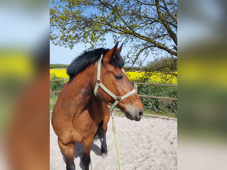 Weitere Warmblüter Wallach 10 Jahre 163 cm Brauner in Meine