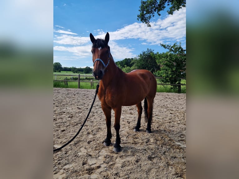Weitere Warmblüter Wallach 10 Jahre 163 cm Brauner in Meine