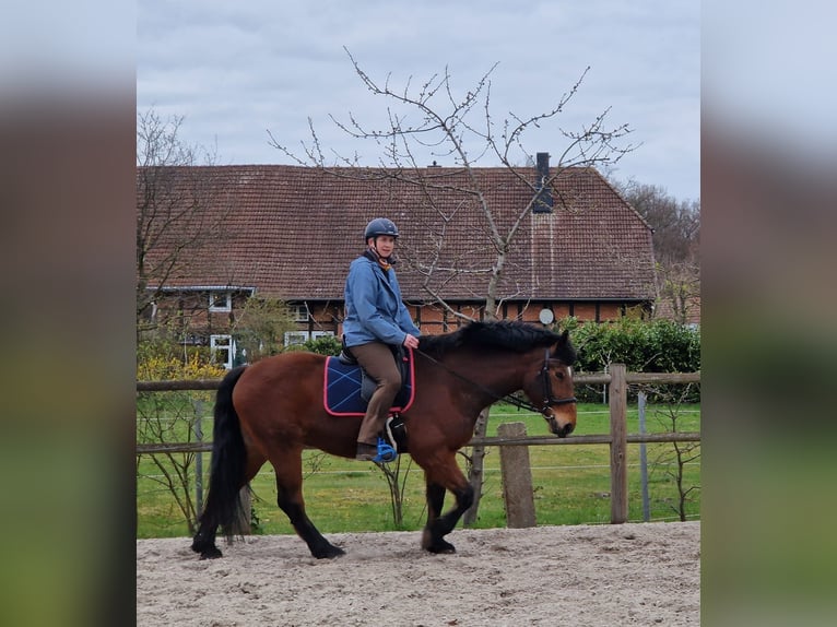Weitere Warmblüter Wallach 10 Jahre 163 cm Brauner in Meine