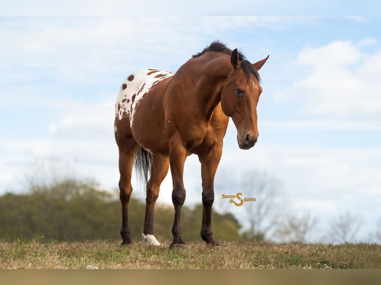 Weitere Warmblüter Mix Wallach 10 Jahre 163 cm Rotbrauner in Bogard