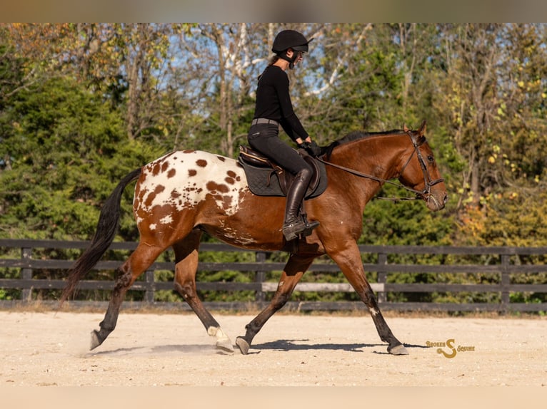 Weitere Warmblüter Mix Wallach 10 Jahre 163 cm Rotbrauner in Bogard