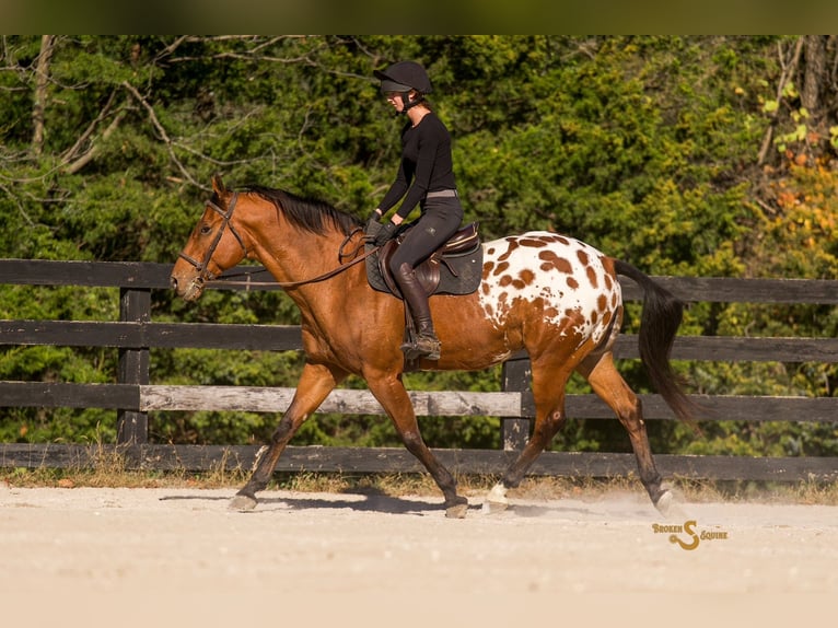 Weitere Warmblüter Mix Wallach 10 Jahre 163 cm Rotbrauner in Bogard