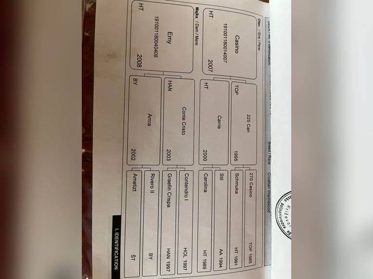 Weitere Warmblüter Wallach 10 Jahre 165 cm Brauner in Kitzb&#xFC;hel