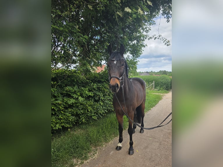 Weitere Warmblüter Wallach 10 Jahre 165 cm Dunkelbrauner in Wiesbaden