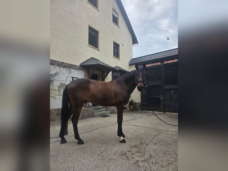 Weitere Warmblüter Wallach 10 Jahre 165 cm Dunkelbrauner in Wiesbaden