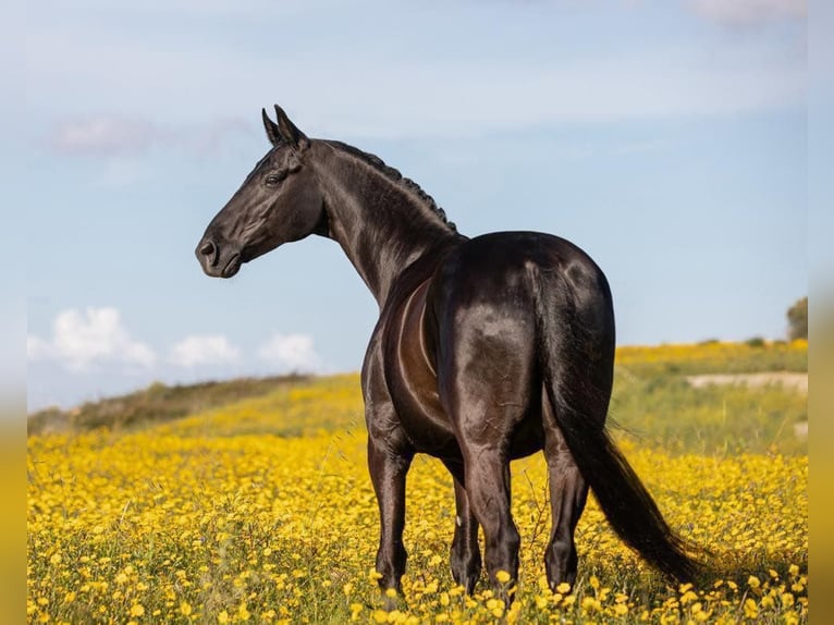 Weitere Warmblüter Wallach 10 Jahre 166 cm Rappe in Lissabon