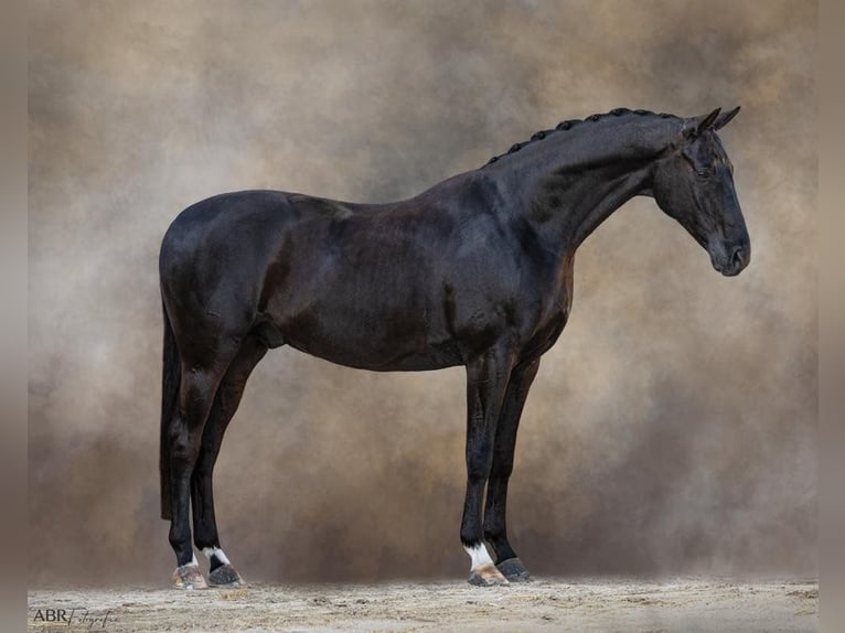 Weitere Warmblüter Wallach 10 Jahre 166 cm Rappe in Lissabon