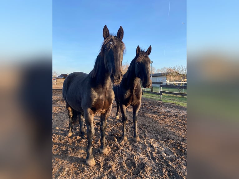Weitere Warmblüter Wallach 10 Jahre 166 cm Rappe in Altlandsberg