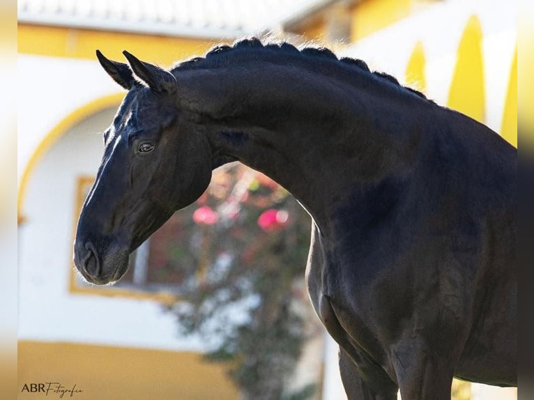 Weitere Warmblüter Wallach 10 Jahre 166 cm Rappe in Lissabon