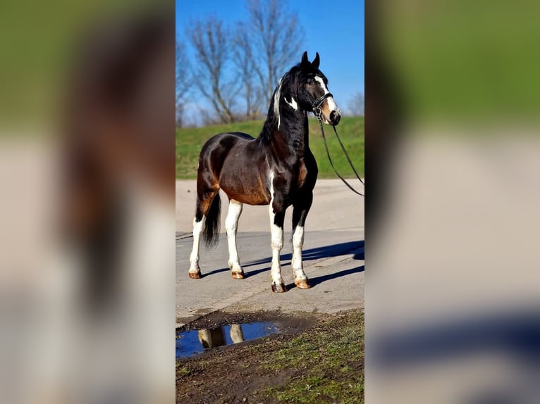 Weitere Warmblüter Wallach 10 Jahre 167 cm Schecke in Gyula