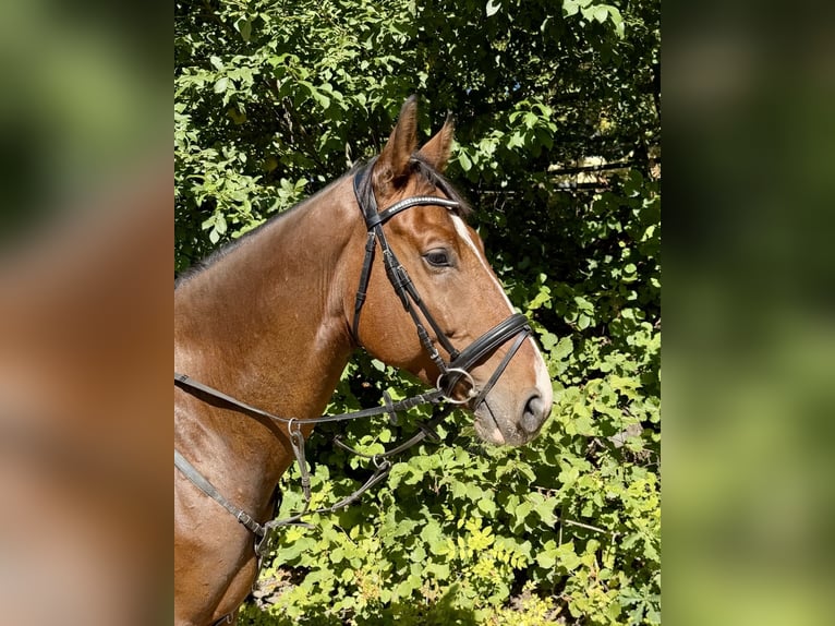 Weitere Warmblüter Wallach 10 Jahre 168 cm Brauner in Davidschlag