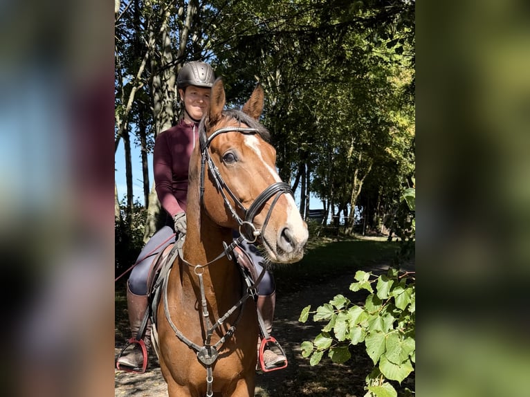 Weitere Warmblüter Wallach 10 Jahre 168 cm Brauner in Davidschlag