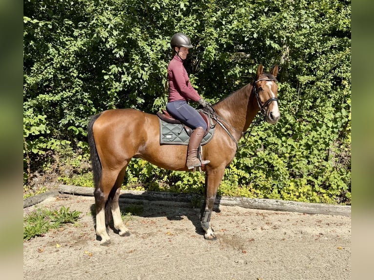 Weitere Warmblüter Wallach 10 Jahre 168 cm Brauner in Davidschlag