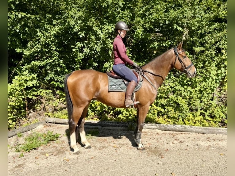 Weitere Warmblüter Wallach 10 Jahre 168 cm Brauner in Davidschlag