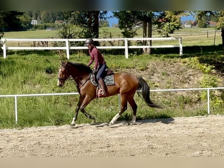 Weitere Warmblüter Wallach 10 Jahre 168 cm Brauner in Davidschlag