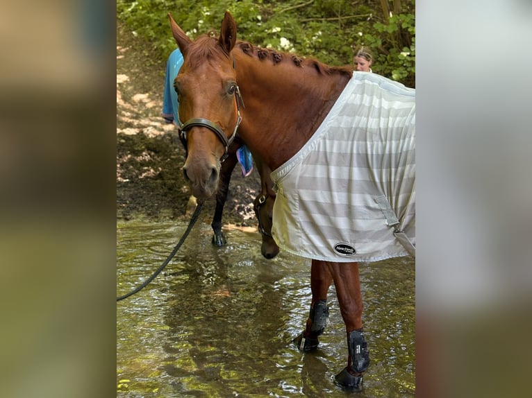 Weitere Warmblüter Wallach 10 Jahre 168 cm Fuchs in Bad Orb