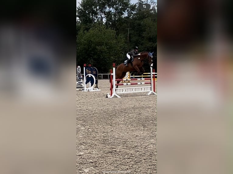 Weitere Warmblüter Wallach 10 Jahre 168 cm Fuchs in Bad Orb