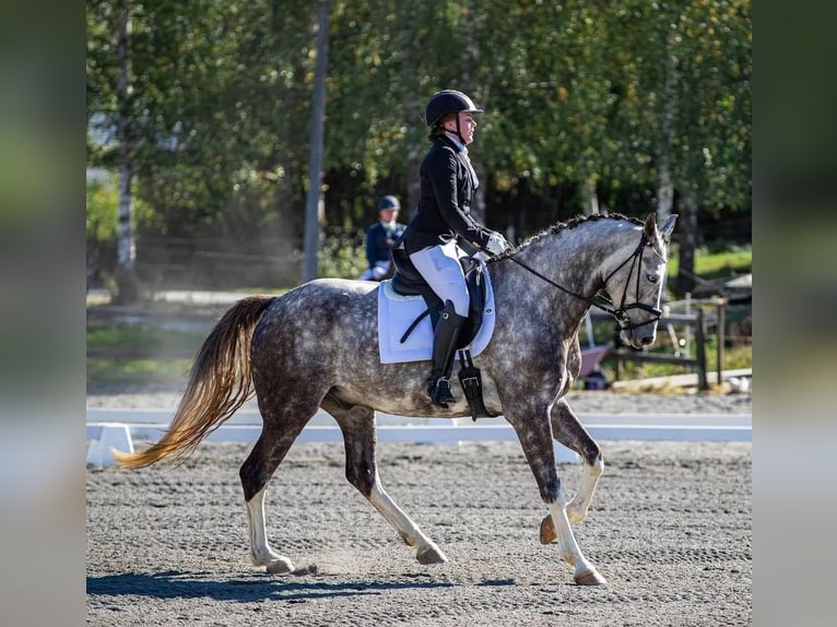 Weitere Warmblüter Wallach 10 Jahre 168 cm Schimmel in Slattum