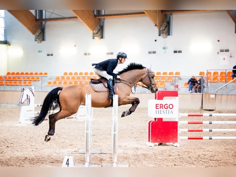 Weitere Warmblüter Wallach 10 Jahre 170 cm Brauner in Kwidzyn