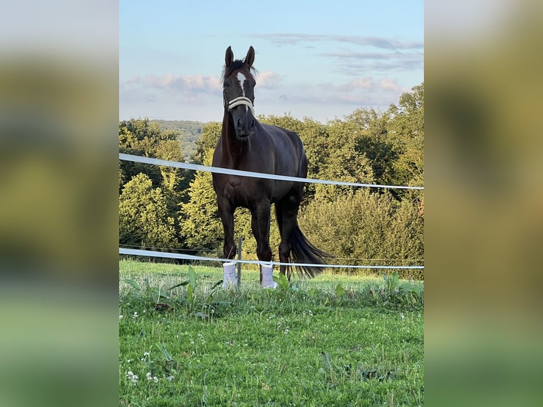 Weitere Warmblüter Wallach 10 Jahre 170 cm  in Olfen Vinnum